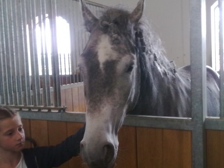 Lipizzaner