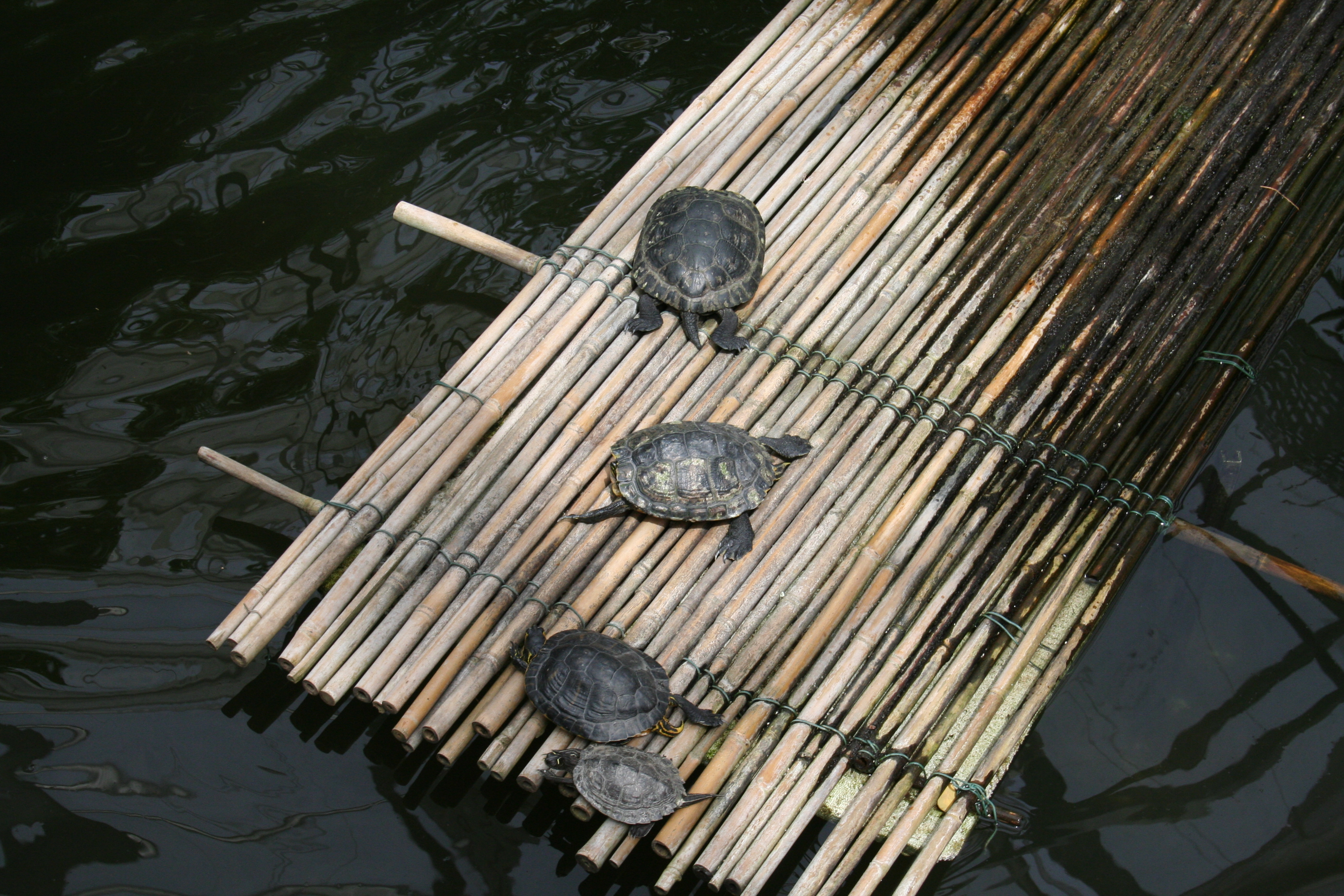 Bregenz, Mainau, Konstanz 489